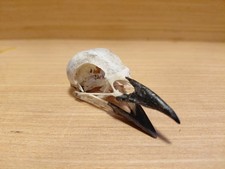Mag Pie Skull Pica Pica UK