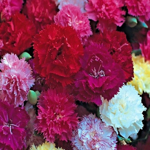 Plug plants carnation - x,