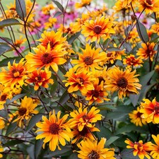 HELIOPSIS BURNING HEARTS FALSE
