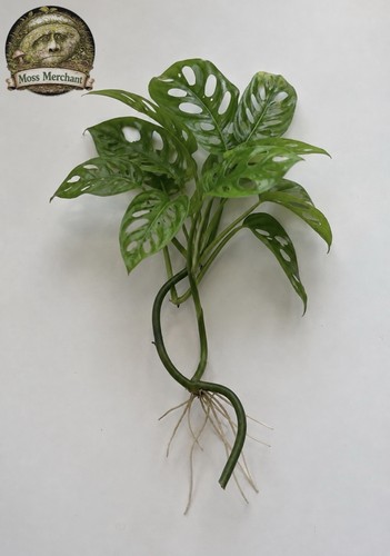 Swiss cheese plant monstera - cheese,