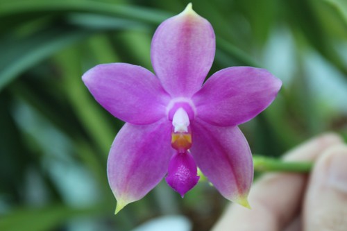 Phalaenopsis tetraspis - phalaenopsis, x