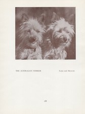 AUSTRALIAN TERRIER DOGS OLD VINTAGE 1934 NAMED DOG SEPIA PRINT PAGE 