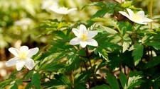 Photo 12x8 Anemone nemorosa
