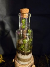 mini terrarium with live