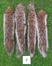 4 x Genuine Grey Squirrel