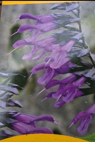 Salvia amistad high x - salvia,
