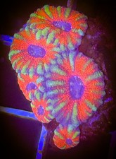 SAF~ ‘WYSIWYG” Green/Red