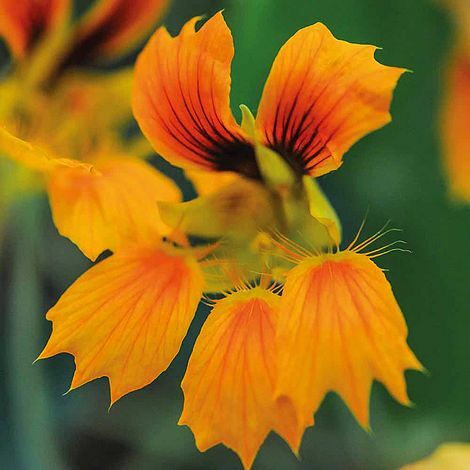Thompson morgan nasturtium - morgan,
