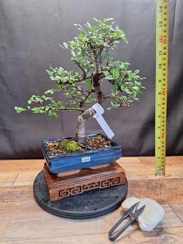 Thick trunk chinese elm - elm, bonsai
