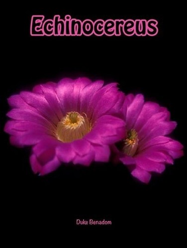 Echinocereus book