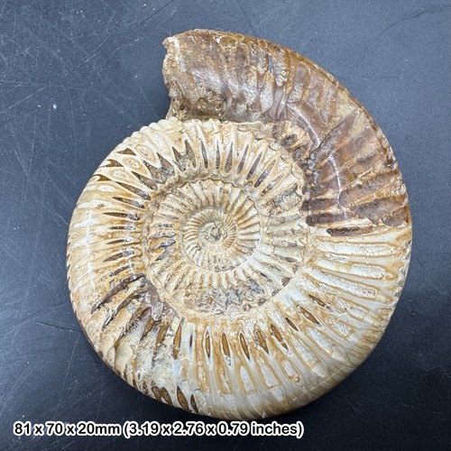 Perisphinctes ammonite fossil