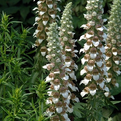 Grecian foxglove seeds - foxglove,