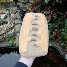 XL Fossil Mosasaur Jaw