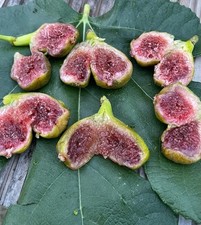 Verdino del Nord VR Fig Tree