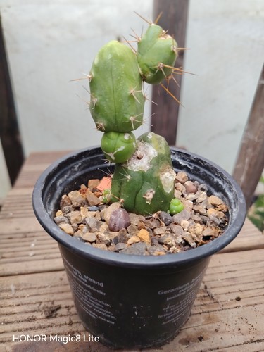 Male sexy cactus plant - ,