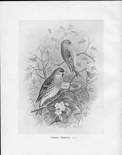 Antique print c1898 - print, birds