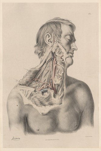 Anatomical study poster - 🩻,
