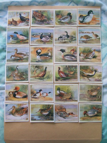 Series game birds wild - birds,