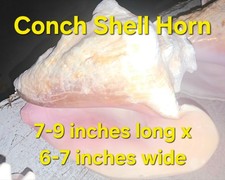 Conch Shell Horn | Queen Conch