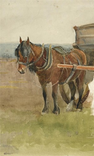 Horse rural scene - rural,