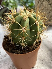 Astrophytum Ornatum Cactus In