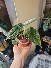 Very Rare House Plant,  Indoor