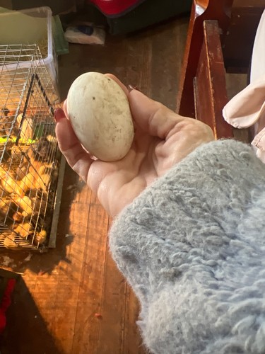 Bym duck eggs - bym,