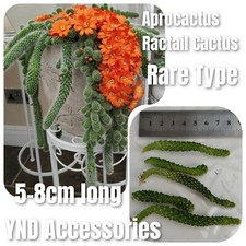 2 RARE Rat Tail cactus Aporocactus flagelliformis bulds cuttings 5-8cm long 