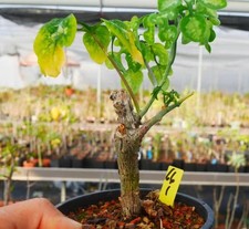 Rare Plant Cacti Adenia