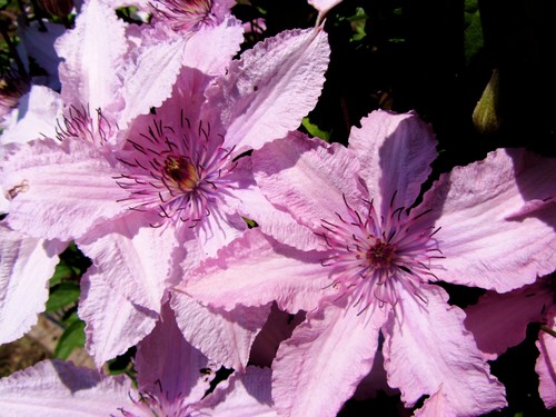 Clematis hagley hybrid 8cm - hagley,