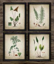 Ferns Print Set of 4, Vintage