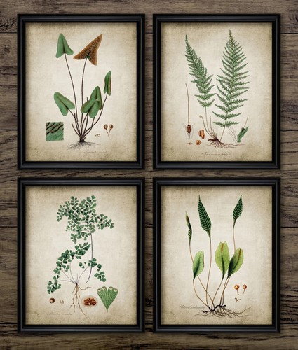 Ferns print set vintage - print,