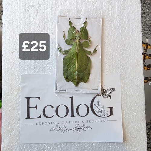 Preserved leaf insect set - leaf,