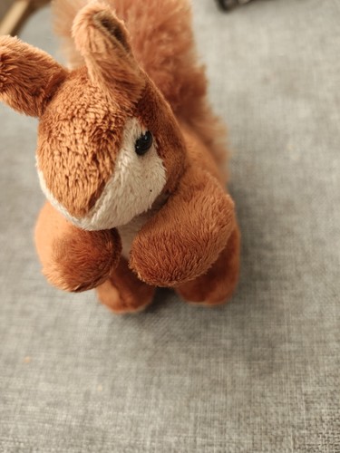 Living nature red squirrel - living,