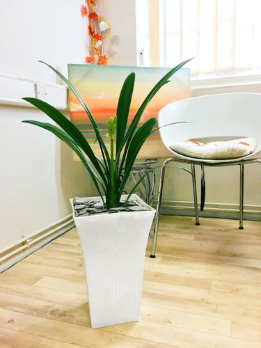 Tall clivia miniata orange - clivia,