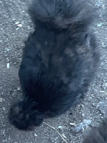 Silkie fertile variety - silkie,