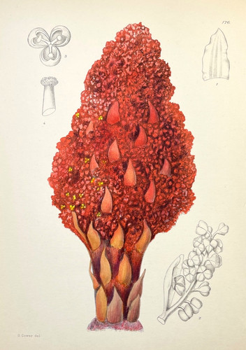 Antique botanical print hand - antique,