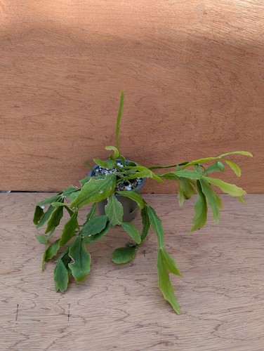 Rhipsalis goebeliana tropical - rhipsalis, goebeliana-tropical