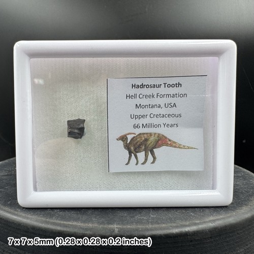 Edmontosaurus fossil tooth - , –