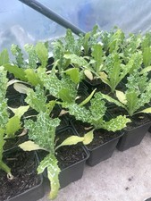 Milk thistle plants - thistle, plants.