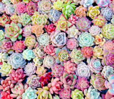 50 seeds MIXED Echeveria Seeds Plant Flower succulent Succulents