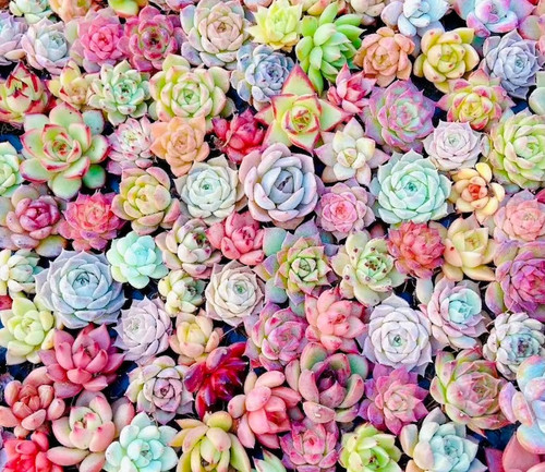 Seeds mixed echeveria - mixed,
