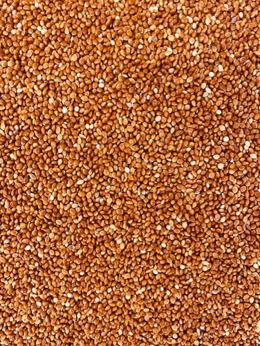 Red millet seed bird - red, for