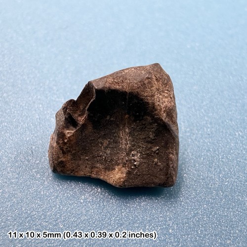 Triceratops dinosaur - triceratops,