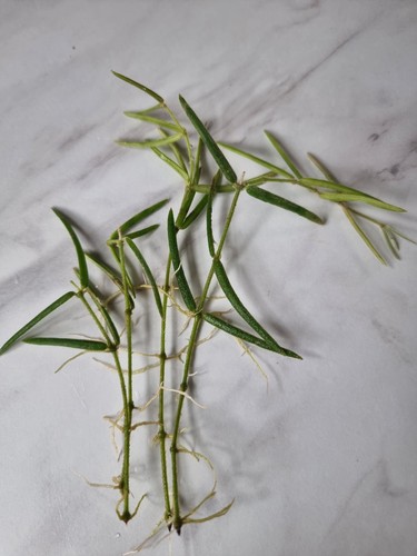 Hoya linearis cutting - hoya, with