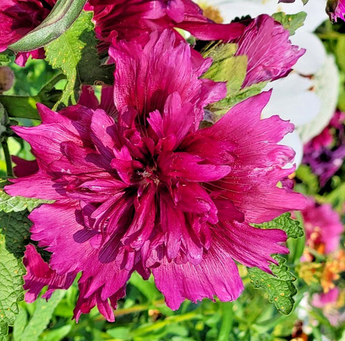 Queeny purple dwarf hollyhock - purple,