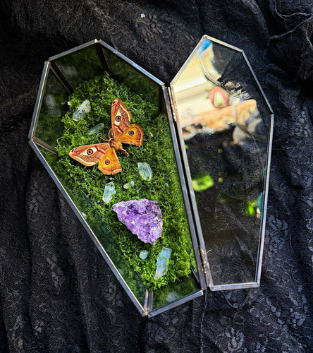 Moth taxidermy coffin display