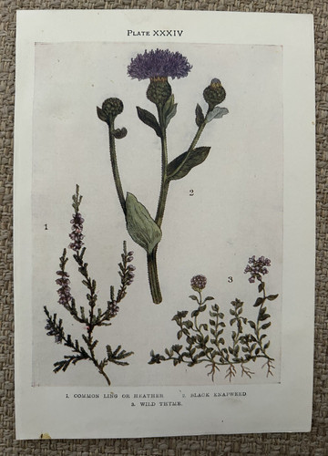 Heather knapweed wild thyme - knapweed,