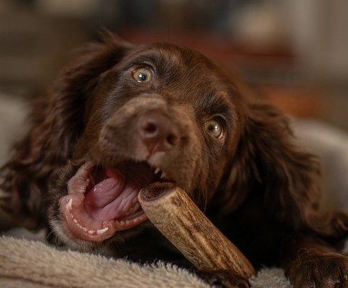 Small red deer antler - antler, chew
