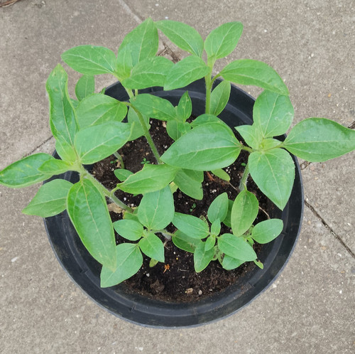 Sunflower plants can - , grow